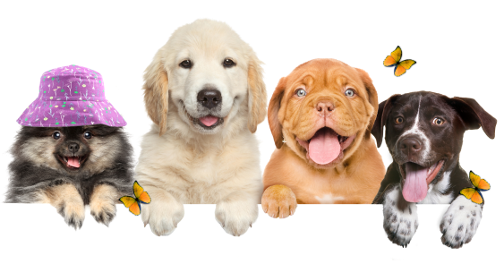 Australian Shepherd, Pomeranian, Golden Retriever, English Bulldog, and Pointer puppies sitting side by side with flowers