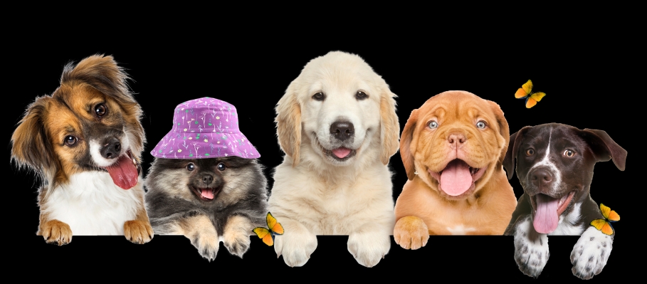 Australian Shepherd, Pomeranian, Golden Retriever, English Bulldog, and Pointer puppies sitting side by side with flowers