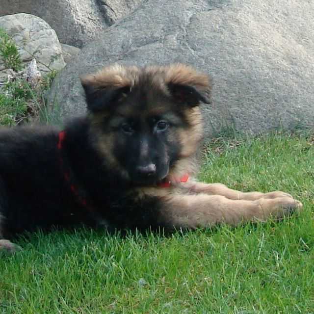 Grace - German Shepherd Dog Female