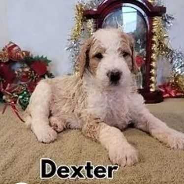 Dexter - Goldendoodle Male