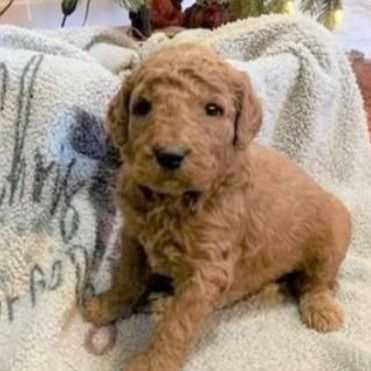 Black Male - Goldendoodle Male