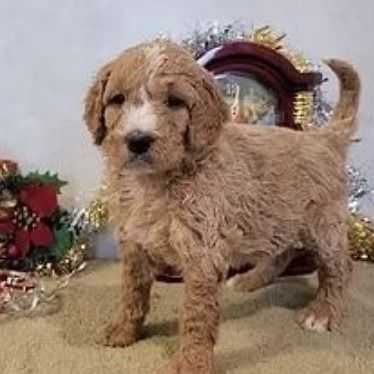 Dolly - Goldendoodle Female