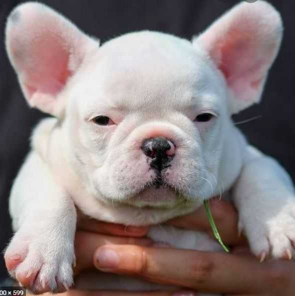 Frenchie3 - French Bulldog Female