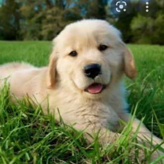 Golden6 - Golden Retriever Male