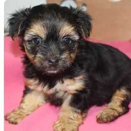 Neo - Yorkshire Terrier Male