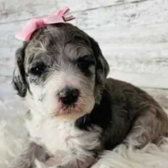 Emily - Sheepadoodle Female