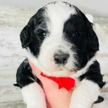 Ben - Sheepadoodle Male