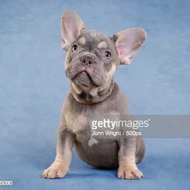 Frenchita - French Bulldog Female