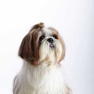 ky shih tzu - Shih Tzu Female