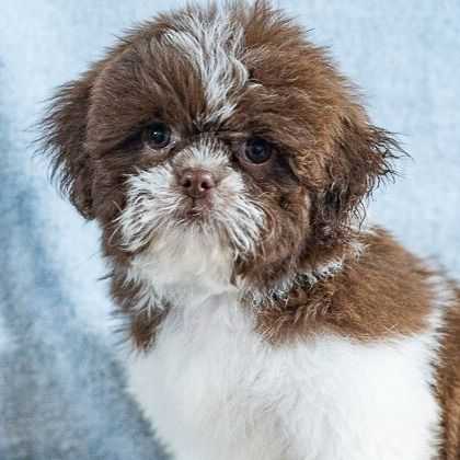 Cap - Shih Tzu Male