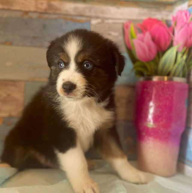 TX puppy 1 - Australian Shepherd Male