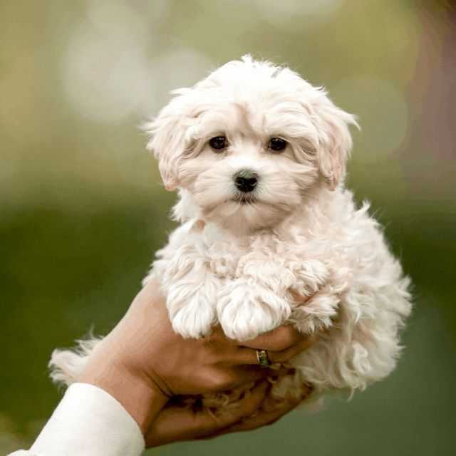 IL Maltipoo - Maltipoo Female