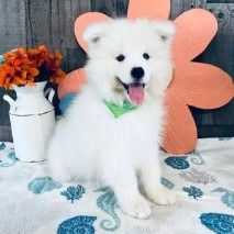 Ozzy - Samoyed Female