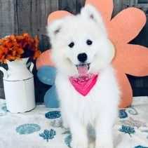 Anastasia - Samoyed Female