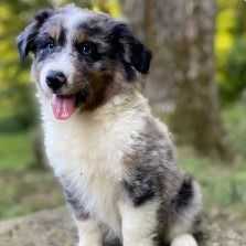 Molly - Australian Shepherd Female