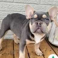 Girly - French Bulldog Female