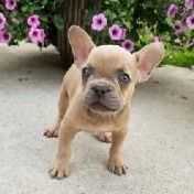 Blue - French Bulldog Male