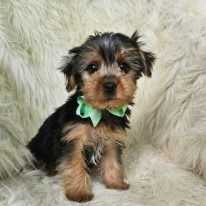 Damian - Yorkshire Terrier Male