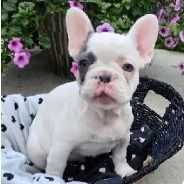 Flam - French Bulldog Male