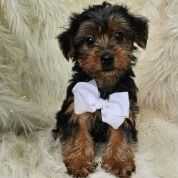 Alex - Yorkshire Terrier Male