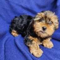 Bochoy - Yorkshire Terrier Male