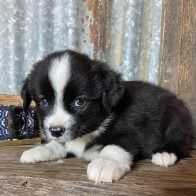 Jim - Australian Shepherd Male