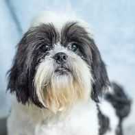 Levi - Shih Tzu Male