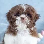 Tomi - Shih Tzu Male