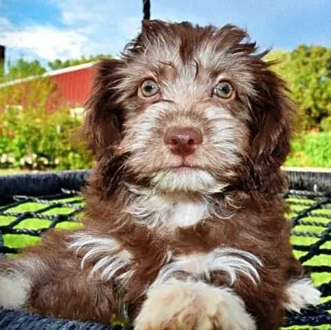 Popa - Havanese Female