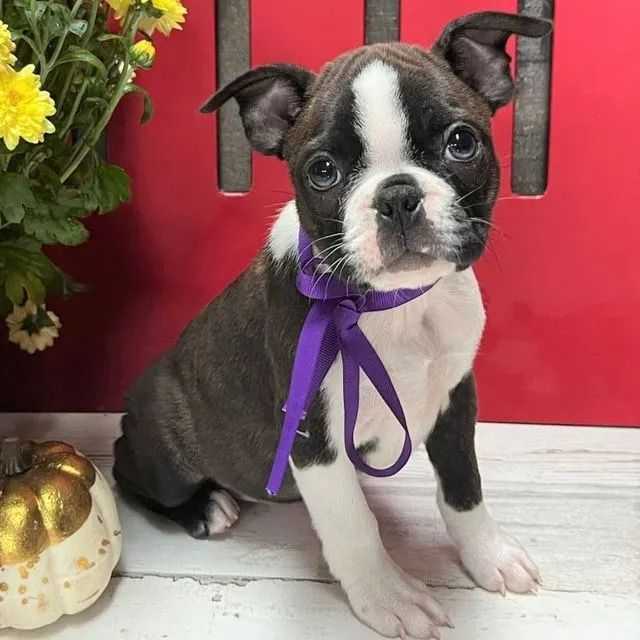 Sabie - Boston Terrier Female