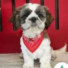 Collin - Shih Tzu Male