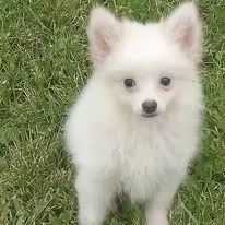 Polly - Pomeranian Male