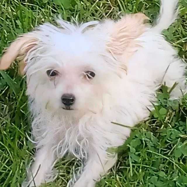 Mila - Morkie Female