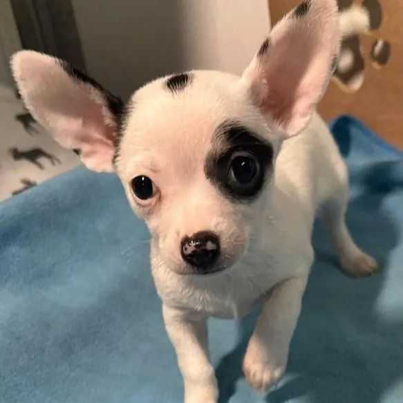 Sam - Chihuahua Male