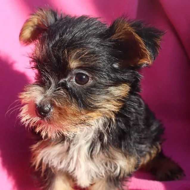 Ally - Yorkshire Terrier Male