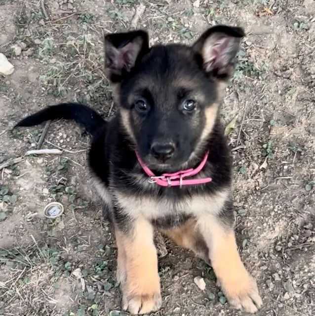 Sachen - German Shepherd Dog Female