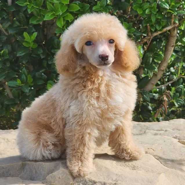 Sandra - Poodle Female