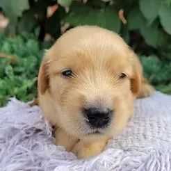 Edan - Golden Retriever Male