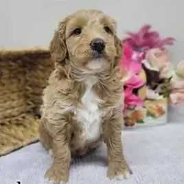 Kurth - Goldendoodle Male