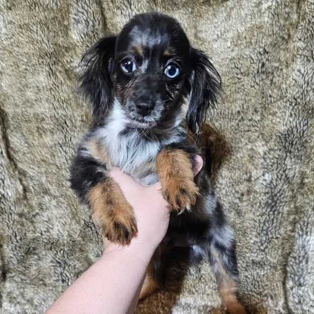 Toby - Cockapoo Male