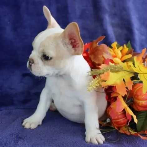 Miss Fancy - French Bulldog Female