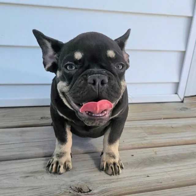 Lilly - French Bulldog Female