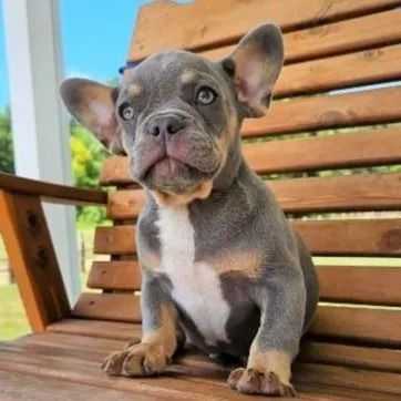 Denny - French Bulldog Male