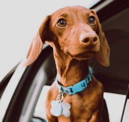 Miniature Dachshund taking a ride in the car.