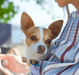 Cute miniature Chihuahua sitting on the lap of a woman at a restaurant.