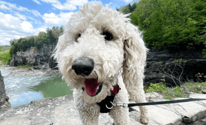 Beautiful tan and white Goldendoodle puppy smiling at the camera.