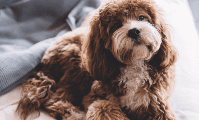 Beautiful tan and white Goldendoodle puppy smiling at the camera.