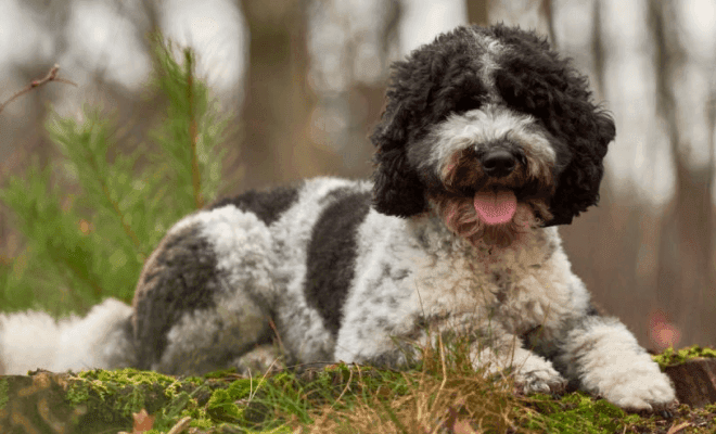 Beautiful tan and white Goldendoodle puppy smiling at the camera.