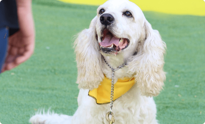 Category Dog Image