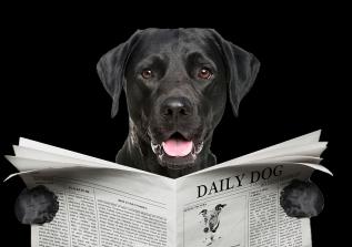 Black Labrador Retriever reading a newspaper titled Daily Dog